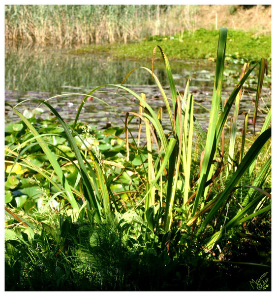 Beautiful Green