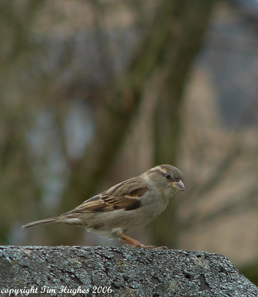 'Up On The Roof'