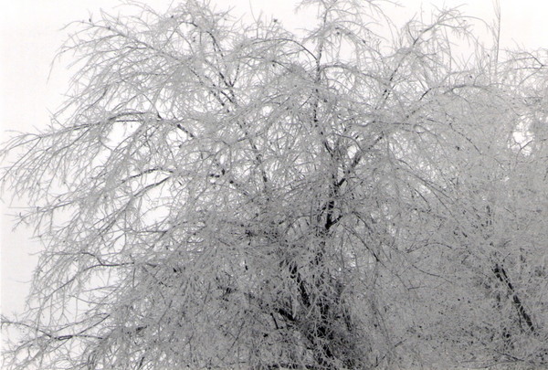 Frozen Tree
