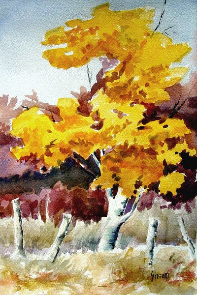 Cottonwood