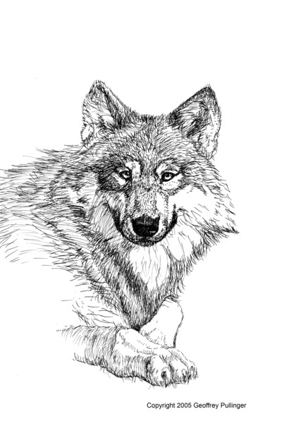 Wolf
