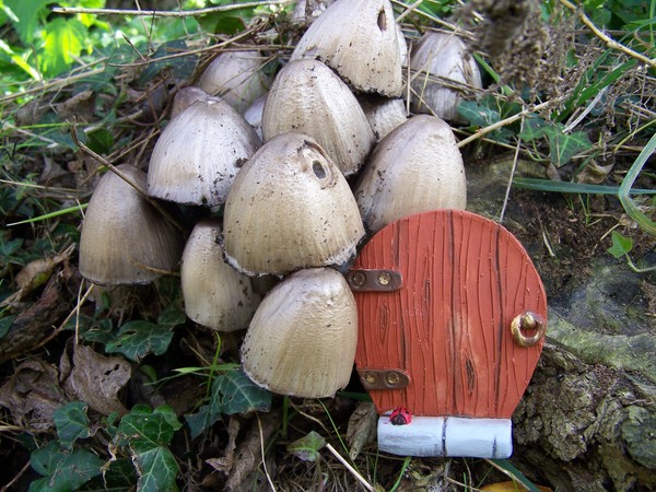 Fairy Door and Toadstools