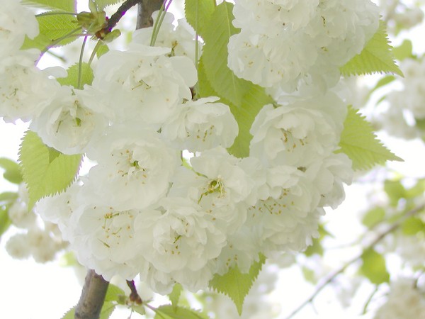 white cloud