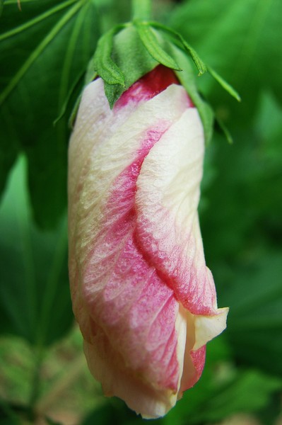 Rose of Sharon Bud