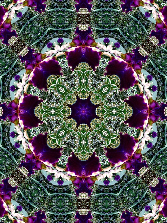 Iris and Euonymous