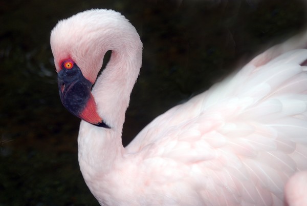 Wild-eyed softness