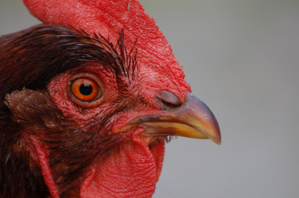 Chicken Face