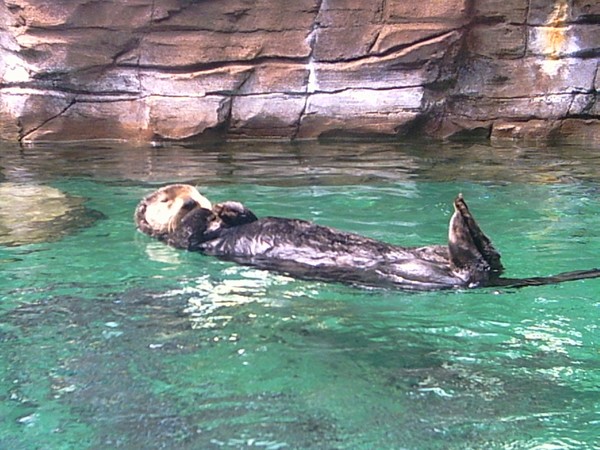 seattle naptime