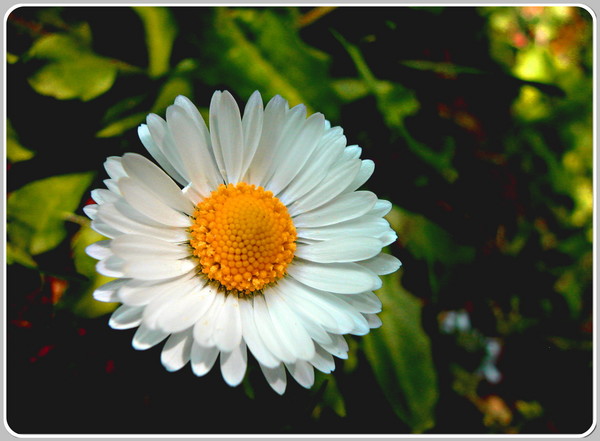 Daisy