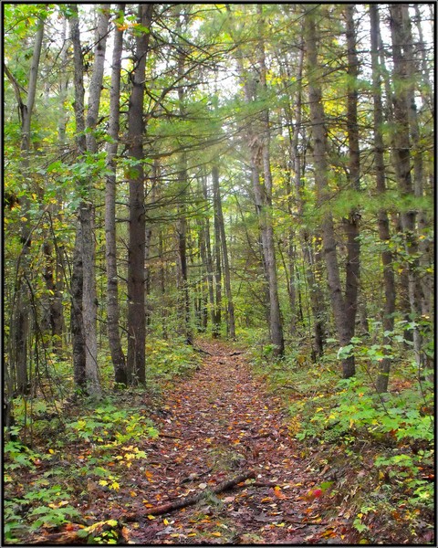 Forest Path