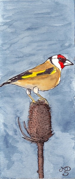 Cardellino - Goldfinch (carduelis carduelis L.)