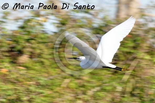 In flight with a little egret
