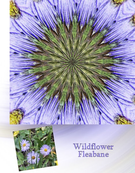 Summer Snowflakes Series-Fleabane