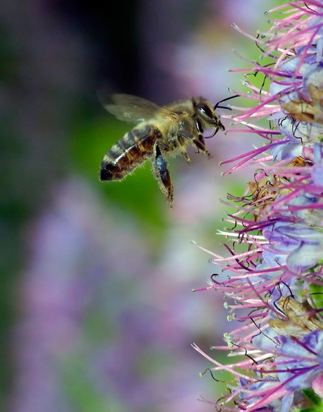 Collecting Nectar