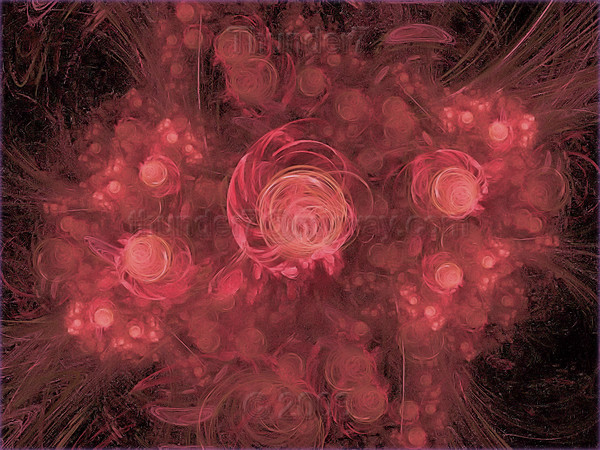 fractles roses2c