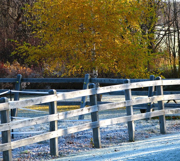 Golden Birch Tree