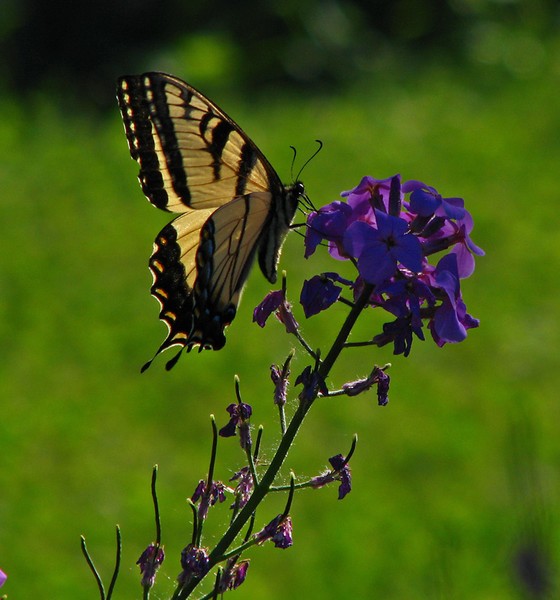 Eastern tiger swallowtail