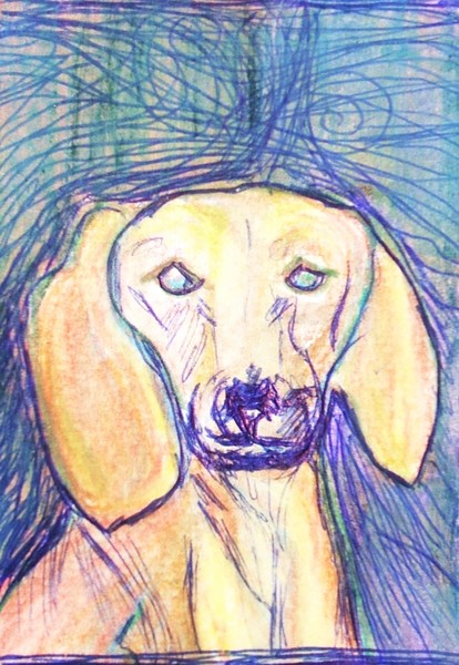 Disco Dog