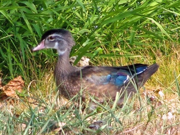 little duck 3