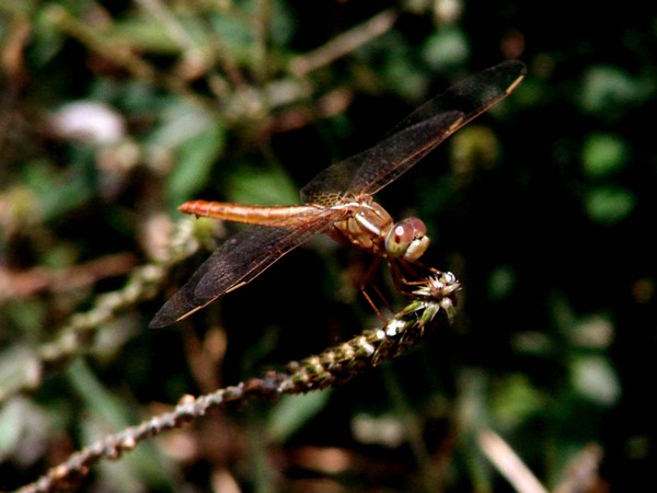 dragon fly
