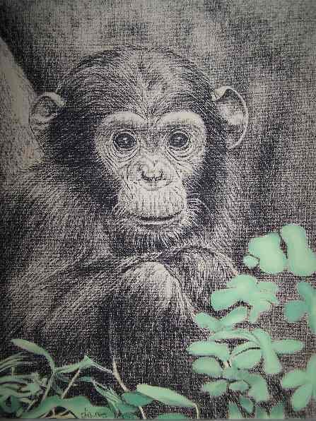 Baby Chimpanzee