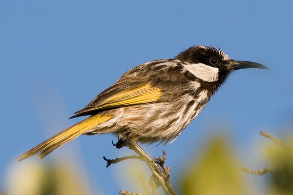 Honey Eater