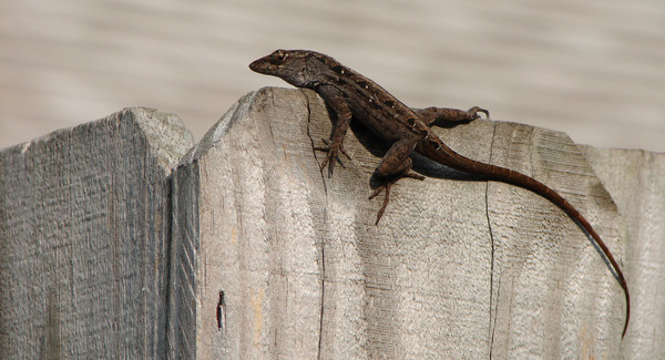 Lizard