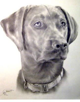 black lab portrait of Harley