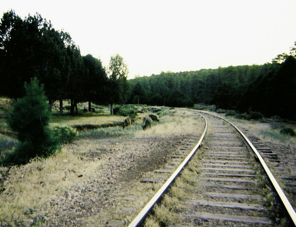 Animal Tracks