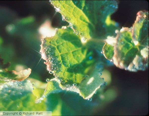 Dew On Green Leaves