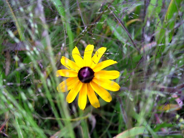 Stands Out...or Alone