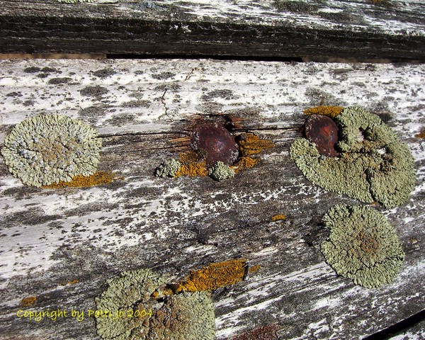 Moss and Rust