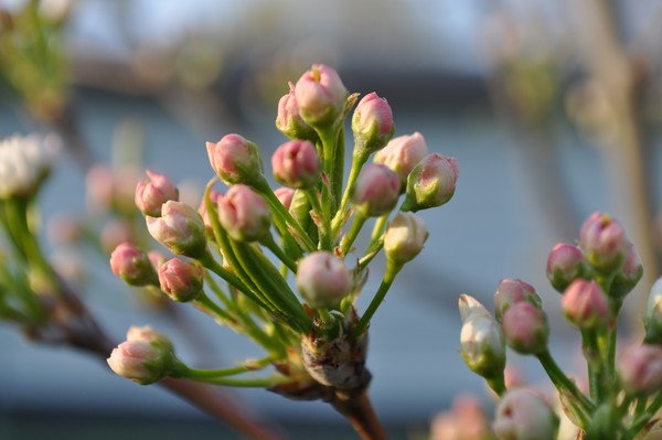 Pear Tree Buds