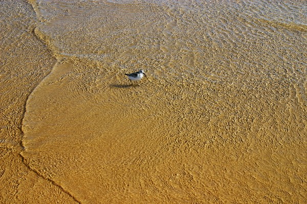 Bird on beach