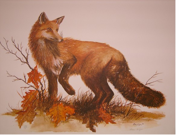 Red Fox