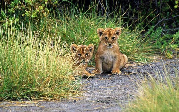 Lion cubs