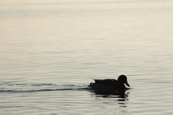 Duck Silhouette