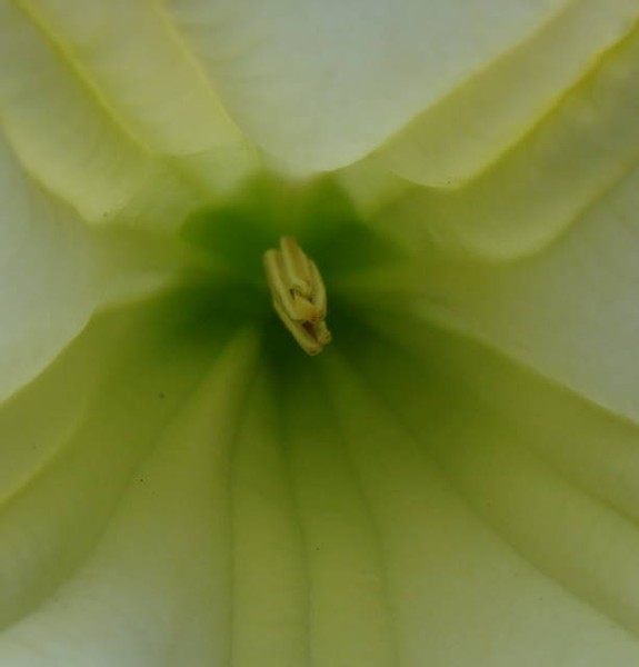 Angel's Trumpet Center Close Up