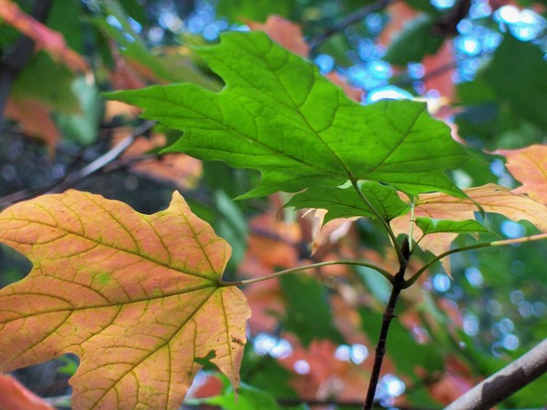 Summer Into Autumn