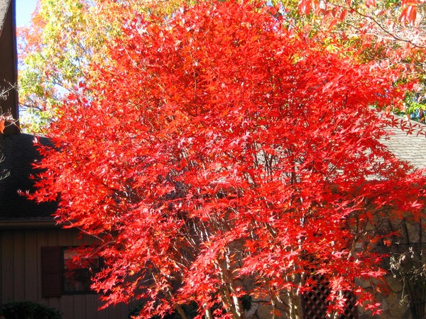 BLAZING MAPLE