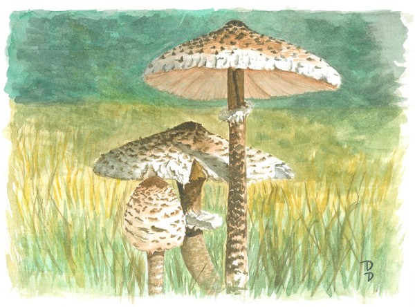 Parasol Mushroom