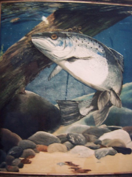 Salmon and Fly