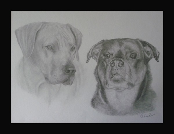 Dog Portrait