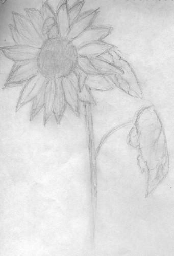 Sun flower