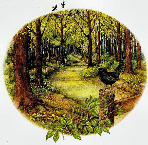 Spring Wood