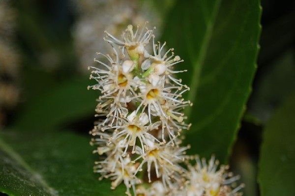 strange-looking flowers