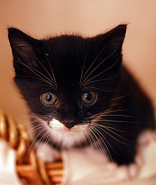 Baby Cyclone