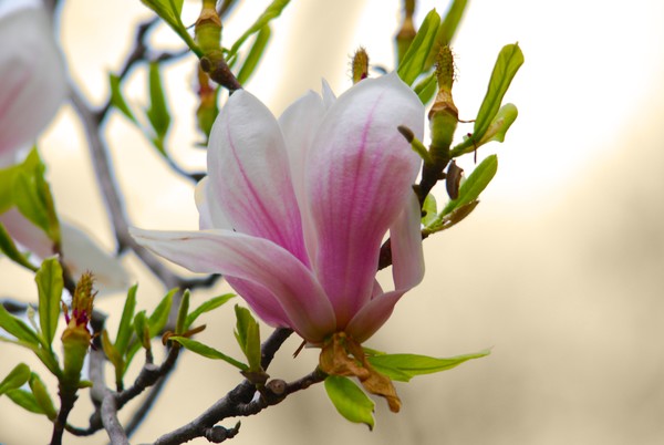 MagnoliaTreeFlower