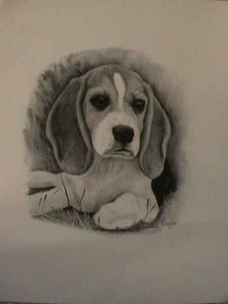 Beagle Portrait