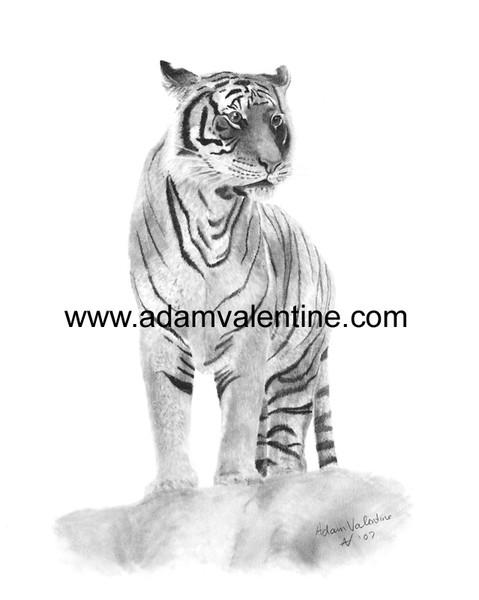Malaysian Tiger